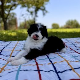Pecan - Black and white male Sheepadoodle puppy in Tahlequah, Oklahoma from Mulberry Ridge Doodles