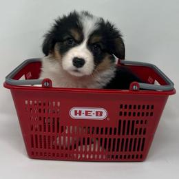 Midnight (fluffy) - Black and tan female Pembroke Welsh Corgi puppy in Waco, Texas from The Comma Corgis