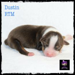 Dustin - Red Miniature Australian Shepherd puppy in Jacksonville, Texas from AG Toy & Mini Aussies
