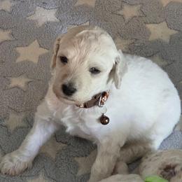 Calvin - White male Poodle puppy in Aurora, Colorado from Simply Amazing Doodles