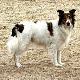 Scottish Collie  All Grown Up from Franklin Farm Collies