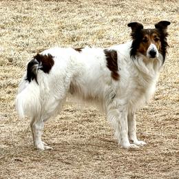 Scottish Collie  All Grown Up from Franklin Farm Collies