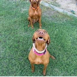Vizsla All Grown Up from Summit Vizslas