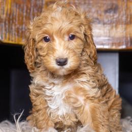 Beau - Red male Bernedoodle puppy in Tyner, Kentucky from Good Dog Doodles