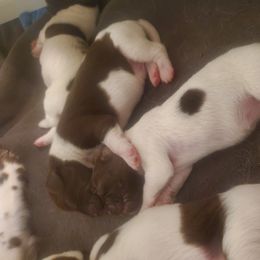 Kleine Munsterlander Puppies from Prairie State Kennel