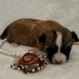 Sofia - Fawn female Chihuahua puppy in Seneca, Missouri from Stephanie’s Puppy Colony