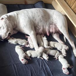 Girl 1 - White female Dogo Argentino puppy in Citra, Florida from De La Citra Dogo Argentino