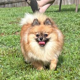 Franny - Pomeranian