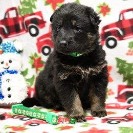 Green collar - Bi-color male German Shepherd puppy in Ramsey, Illinois from Haus-Farr German Shepherds