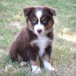 Firecracker - Red tri female Miniature Australian Shepherd puppy in Evant, Texas from Lazy VT Bar Ranch