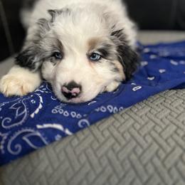 Aussiedoodle and Australian Shepherd Puppies from Queen Bee Aussies