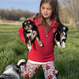 Aussiedoodle Puppies from Crystal Ridge Doodles