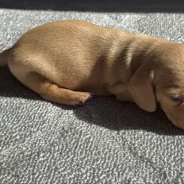Little Red - Red male Dachshund puppy in Orlando, Florida from Weiner Wunderland of Central Florida