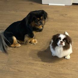 Pekingese and Poodle Puppies from Dogs lovers
