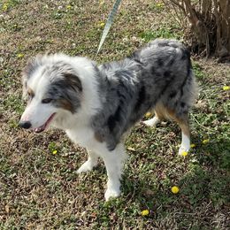 Belle - Australian Shepherd