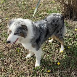 Belle - Australian Shepherd