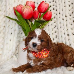 Nala - Red female Cavapoo puppy in Spencerville, Indiana from Cavapoo Corner