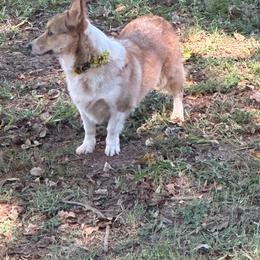 Inara - White and fawn female Pembroke Welsh Corgi puppy in Royston, Georgia from A&M K9’s