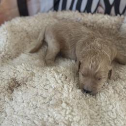 Boy 2 - male Goldendoodle puppy in Waynesboro, Virginia from Forest Creek Kennel
