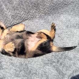 Lulu - Dapple female Dachshund puppy in Lake Dallas, Texas from 2L Dachshunds