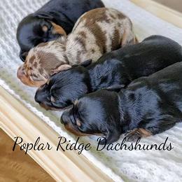 Dachshund Puppies from Poplar Ridge Dachshunds