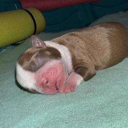 Girl 2 - Red female Boston Terrier puppy in Jupiter, Florida from CJM Boston and Boxer Puppies