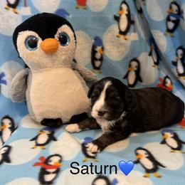 Saturn - Black tri-color male Aussiedoodle puppy in Republic, Missouri from Holland Hilltop Farm