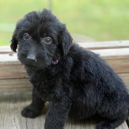Maddie - Black female Labradoodle puppy in Georgetown, South Carolina from Muddy Bay Kennels