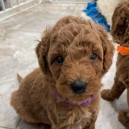 Bernedoodles, Goldendoodles, and Sheepadoodles from Quailridge Poodles and Doodles