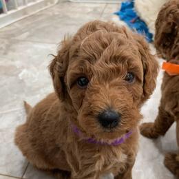 Bernedoodles, Goldendoodles, and Sheepadoodles from Quailridge Poodles and Doodles