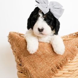 Assorted Doodle Crosses, Bernedoodle, Double Doodle, Goldendoodle, Labradoodle, and Whoodle Puppies from Our Little Farm Life Doodles