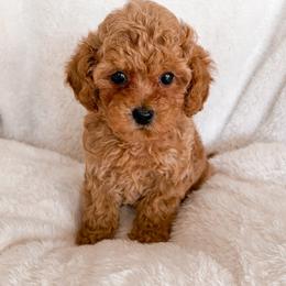 Carrot - Red male Maltipoo puppy in Kula, Hawaii from Toy Poodle & Maltipoo Maui