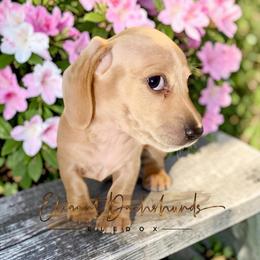 Wilma - Cream female Dachshund puppy in Washington, North Carolina from Elegant Dachshunds-Eledox