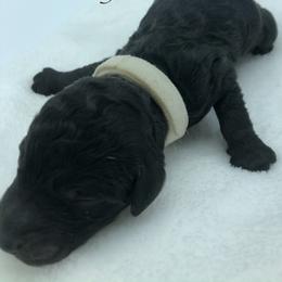 Bernedoodle and Goldendoodle Puppies from Bailey Mountain Doodles
