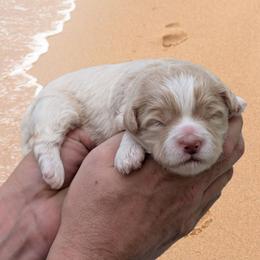 Sandy - Gold and white female Shihpoo puppy in Coshocton, Ohio from Forever Family Puppies