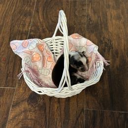 Boy 4 - Blue merle male Miniature Australian Shepherd puppy in Doddridge, Arkansas from Huddleston Farm