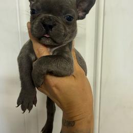 Piñata - Blue male French Bulldog puppy in Topeka, Kansas from Midwest Monster Made Bulldogs