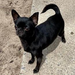 Katia - Chihuahua