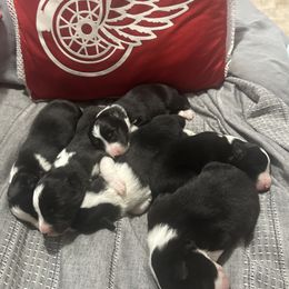 Border Collie Puppies from bordercollieludington