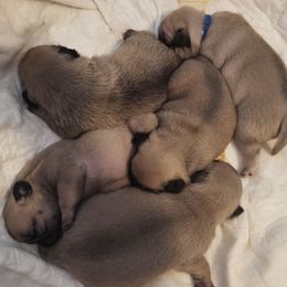 Pugs from Poppy's Pugs