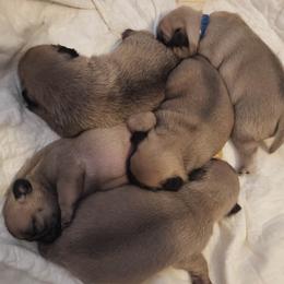 Pugs from Poppy's Pugs