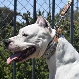Victoria - Dogo Argentino