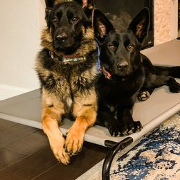 German Shepherds from KMK9