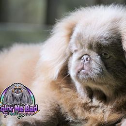 Pekingese Puppies from Color Me Bad Pekingese