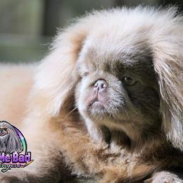 Pekingese Puppies from Color Me Bad Pekingese