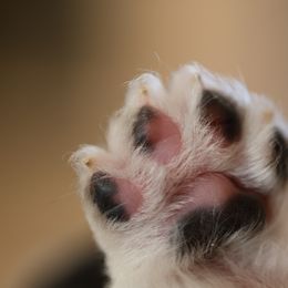 Australian Shepherd, Miniature American Shepherd, Miniature Australian Shepherd, and Toy Australian Shepherd Puppies from Painted Blue Aussies