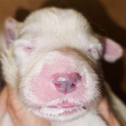 OFA Health Tested RED - White female Great Pyrenees puppy in Lynchburg, Tennessee from Flashlight Farmers AKC Great Pyrenees