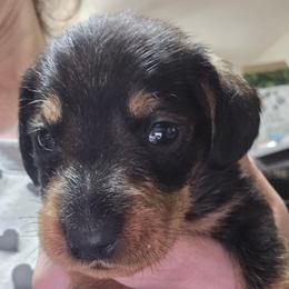 Wildboar Wire Boy - Wild boar male Dachshund puppy in Lyle, Washington from Wines Wienery