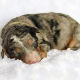 Whimsy - female Australian Mountain Doodle puppy in Crete, Nebraska from Doodles & Co