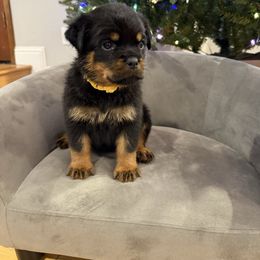Yellow girl - Black and mahogany female Rottweiler puppy in Auburn, California from Vom Haus Flores